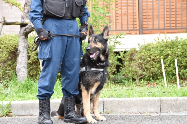 警察と警察犬